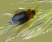 Thumbnail 409536 B
