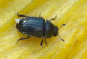 Thumbnail 409537 B