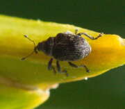 Thumbnail 409540 A