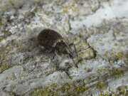 Thumbnail 409582 B