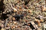 Thumbnail 409603 B