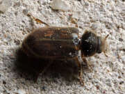 Thumbnail 409615 A