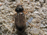 Thumbnail 409615 B
