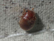 Thumbnail 410014 A