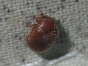 Thumbnail 410014 B
