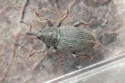 Thumbnail 410017 A