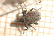 Thumbnail 410018 B