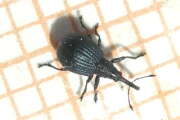 Thumbnail 410021 A