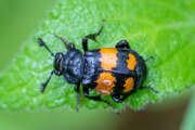 Thumbnail 410026 A