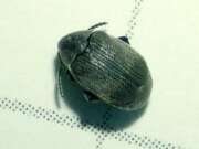 Thumbnail 410036 A