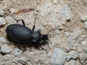Thumbnail 410044 B