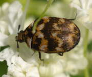 Thumbnail 410047 A