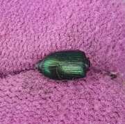 Thumbnail 410069 B
