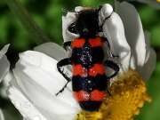 Thumbnail 410071 A