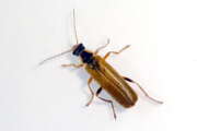 Thumbnail 410076 B