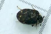 Thumbnail 410086 A