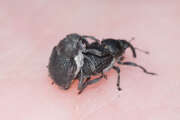 Thumbnail 410112 B