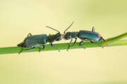 Thumbnail 410118 A