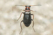 Thumbnail 410123 B