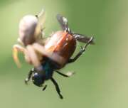 Thumbnail 410128 A