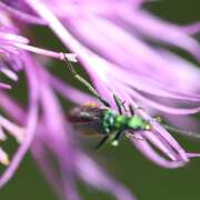 Thumbnail 410134 A