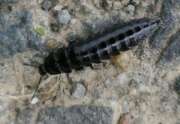 Thumbnail 410147 B