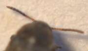 Thumbnail 410156 C