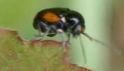 Thumbnail 410158 B