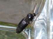 Thumbnail 410264 B