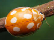 Thumbnail 410284 B