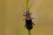 Thumbnail 410332