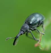 Thumbnail 410402 A