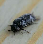 Thumbnail 410403 B