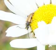 Thumbnail 410416 A
