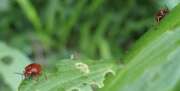 Thumbnail 410418 C