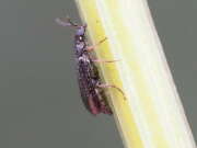 Thumbnail 410425 B