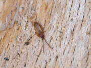 Thumbnail 410433 A