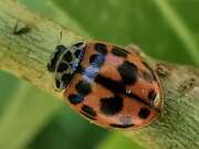 Thumbnail 410435 A