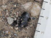 Thumbnail 410444 B
