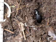 Thumbnail 410448 B