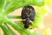 Thumbnail 410449 A