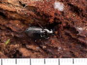 Thumbnail 410455 B