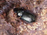 Thumbnail 410457 A