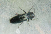 Thumbnail 410478 A