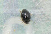 Thumbnail 410483 A