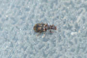 Thumbnail 410495 B