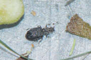 Thumbnail 410496 A