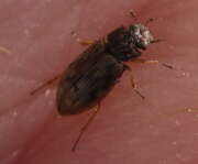 Thumbnail 410497 A