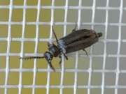 Thumbnail 410528 A