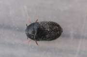 Thumbnail 410541 A